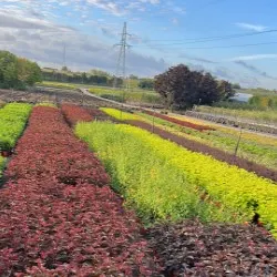 Pépinière d'arbres conifères, feuillus et vivaces