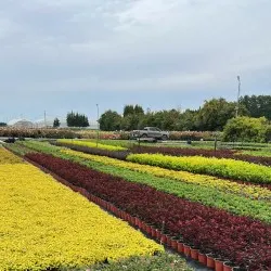 Pépinière d'arbres conifères, feuillus et vivaces