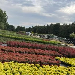 Pépinière d'arbres conifères, feuillus et vivaces