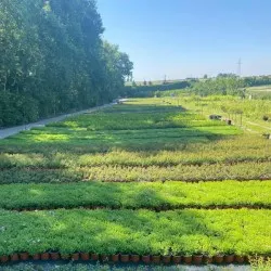 Pépinière d'arbres conifères, feuillus et vivaces