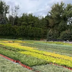 Pépinière d'arbres conifères, feuillus et vivaces