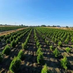 Pépinière d'arbres conifères, feuillus et vivaces