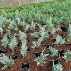 Pépinière d'arbres conifères, feuillus et vivaces