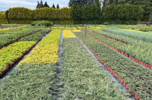 Pépinière d'arbres conifères, feuillus et vivaces