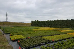 Pépinière d'arbres conifères, feuillus et vivaces