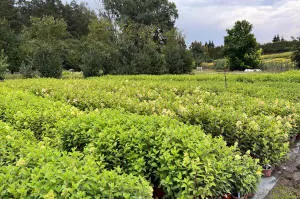 Pépinière d'arbres conifères, feuillus et vivaces