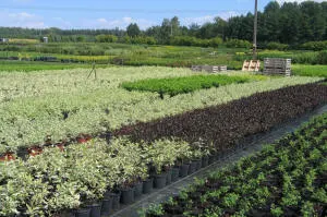 Pépinière d'arbres conifères, feuillus et vivaces